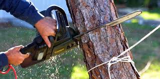 Best Lawn Watering Services  in Murphys, CA