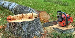Best Tree Mulching  in Murphys, CA