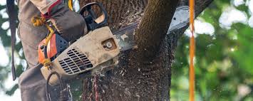 Best Emergency Tree Removal  in Murphys, CA