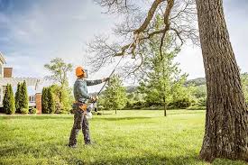 How Our Tree Care Process Works  in  Murphys, CA