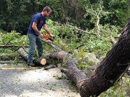 Best Tree Preservation Services  in Murphys, CA