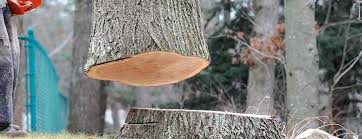 Best Tree Fertilization  in Murphys, CA