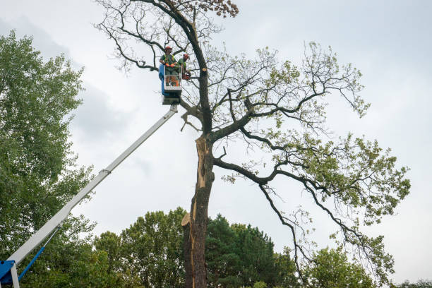 Best Tree Removal  in Murphys, CA