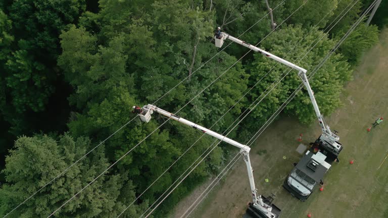 Best Root Management and Removal  in Murphys, CA