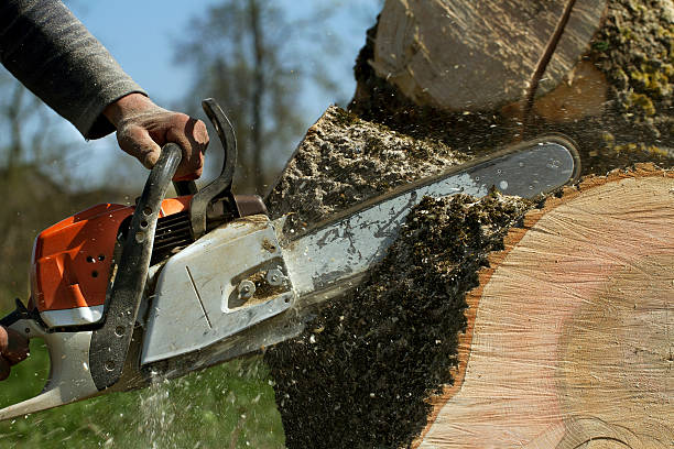 Professional Tree Removal in Murphys, CA