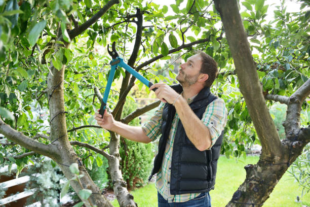 Best Tree Disease Treatment  in Murphys, CA